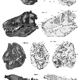 tyrannosaurus